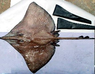 Dipturus nidarosiensis_07.jpg